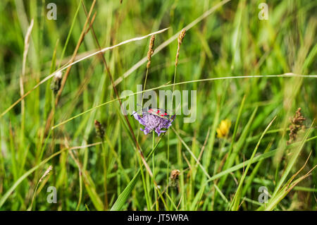 Six-spot Burnet sitzen auf einem Feld auf scabious Wolstonbury Hügel in West Sussex beschmutzt Stockfoto