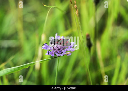 Six-spot Burnet sitzen auf einem Feld auf scabious Wolstonbury Hügel in West Sussex beschmutzt Stockfoto