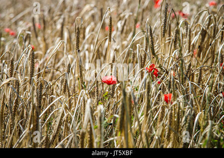 Roter Mohn wächst in einem Weizenfeld in Sussex Stockfoto