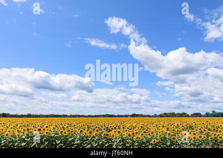 Ein Sonnenblumenfeld in voller Blüte, unter einem blauen Himmel mit weißen Wolken, Puffy Stockfoto