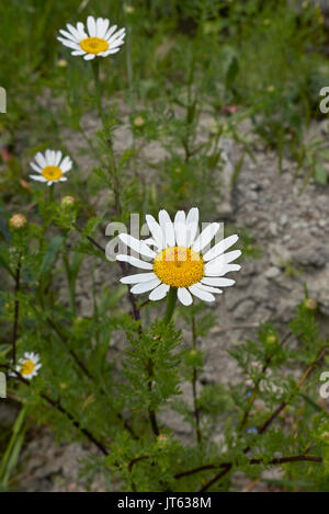 Anthemis arvensis L. Stockfoto