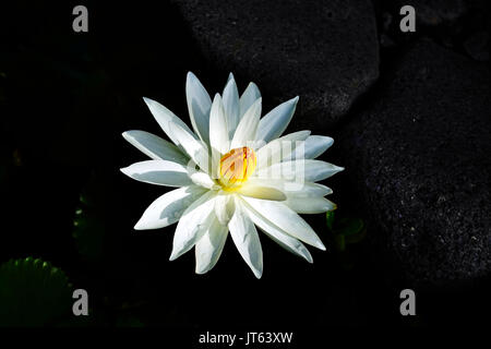 Nahaufnahme einer offenen Lotus Blume mit weißen Blütenblättern und geschlossene gelbe Kern in einem dunklen See. Stockfoto