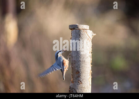 Kleiber an einem Baum trunku Stockfoto