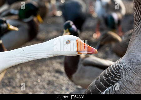 Weiße Hausgans (Anser anser domestcus oder Anser cygnoides domestcus) Porträt mit anderen Ducks Stockfoto