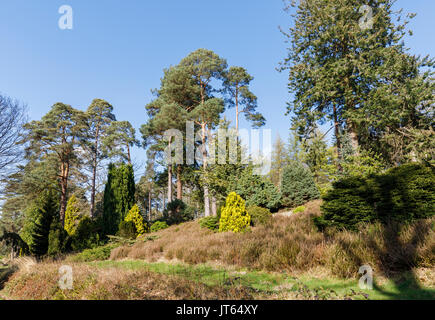 Großen, hohen Pinien an Nationalen Bedgebury Pinetum, Bedgebury, Kent, South East England im Frühjahr an einem sonnigen Tag mit blauen Himmel Stockfoto