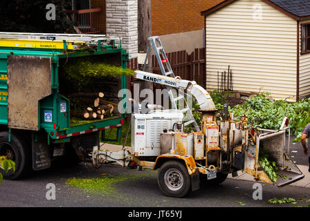 11. Juni 2015, Montreal, Kanada. Baum Shredder Maschine in Aktion und der Arbeitnehmer sie Niederlassungen in es nach dem Schneiden der Baum. Stockfoto