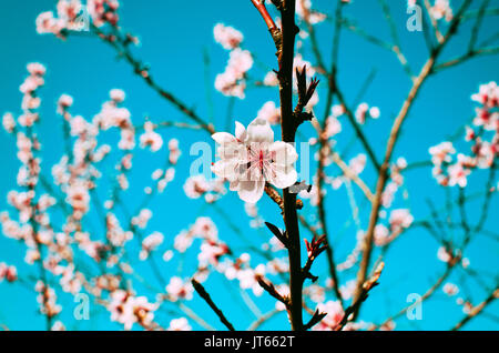 Kleine rosa Blume blüht auf Baum. angezeigt Blütenblätter gegen Äste, die türkise Farbe Himmel. Baum blüht im Frühjahr sind schön für den Gartenbau. Stockfoto