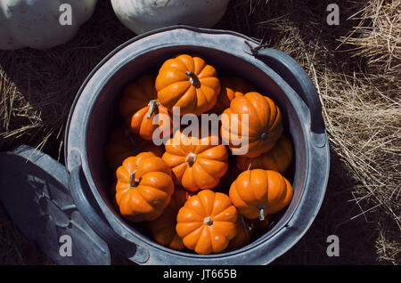 Mini Kürbis Bild mit Blick von oben in Stahl. Zeigt im Herbst an einem Pumpkin Patch, mit orange Bio Kürbisse auf Heu. Stockfoto