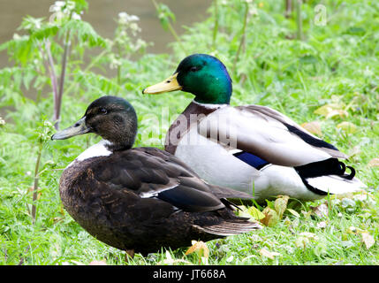 Zwei Stockenten (Anas platyrhynchos), Paar in der Wiese, Nordrhein-Westfalen, Deutschland Stockfoto