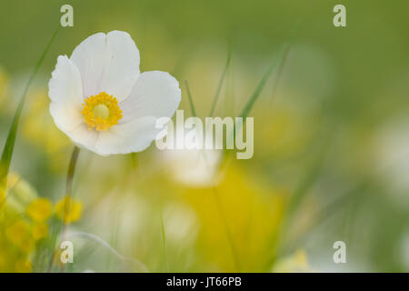 Schneeglöckchen-Anemone (Anemone Sylvestris), Hessen, Deutschland Stockfoto