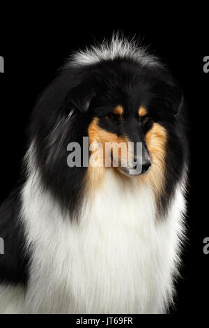 Shetland Sheepdog Hund auf schwarzem Hintergrund Stockfoto