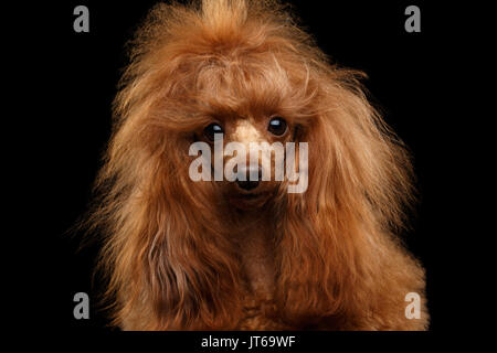 Red Toy Pudel Hund auf Isolierte schwarze Hintergrund Stockfoto