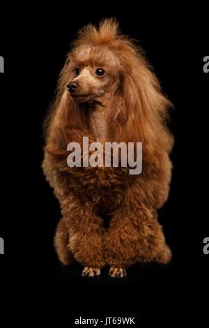 Red Toy Pudel Hund auf Isolierte schwarze Hintergrund Stockfoto