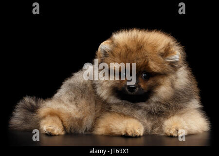 Miniatur Pomeranian Spitz Welpen auf schwarzem Hintergrund Stockfoto