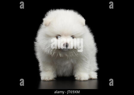 Miniatur Pomeranian Spitz Welpen auf schwarzem Hintergrund Stockfoto