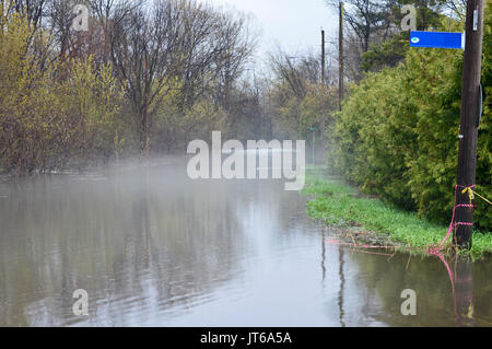 Eine Ente schwimmt über eine überflutete Straße in Gatineau während der Überschwemmungen von 2017. Ein niedrig hängender Nebel bedeckt das Wasser. Stockfoto