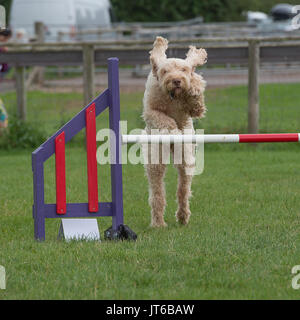 Italienische spinone Hund konkurrieren in Agilität Stockfoto