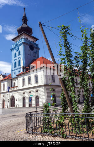 Hauptplatz Zatec Rathaus das kleinste Hopfenfeld der Welt, Bierpflanzen die Stadt Zatec ist das Zentrum des Hopfenanbaus in der Tschechischen Republik Stockfoto