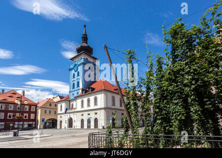 Hopfenfeld auf dem Hauptplatz Stadt Zatec Rathaus, Hopfen, Bierpflanzen wachsen, die Stadt Zatec ist das Zentrum des Hopfenanbaus in der Tschechischen Republik Stockfoto