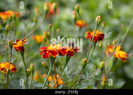 White-tailed Hummel auf Tagetes Blume. Stockfoto