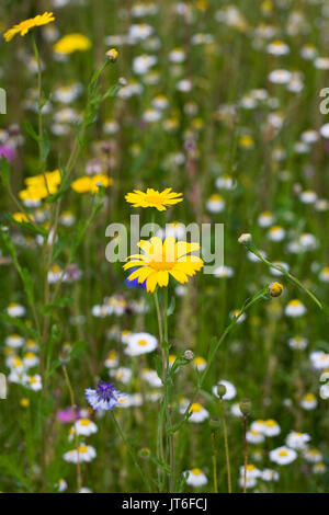 Chrysanthemum Segetum. Mais-Ringelblume in eine Wildblumenwiese. Stockfoto