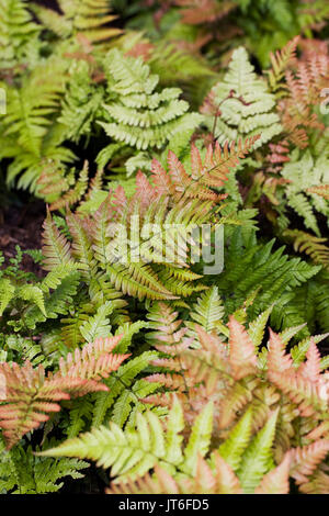 Dryopteris Erythrosora Wedel. Stockfoto