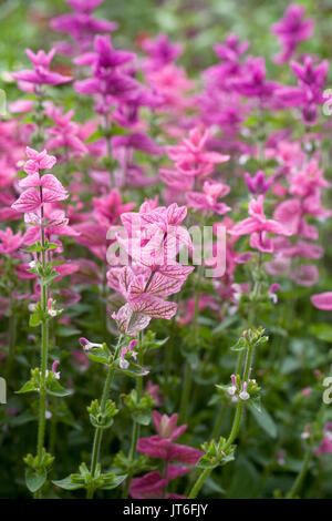 Salvia viridis Blumen. Malte Salbei. Stockfoto