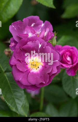 Rosa-Rhapsody in Blue "Frantasia". Blau Strauchrose blühende. Stockfoto