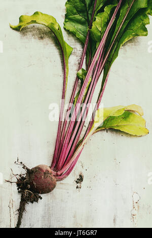 Raw organic junge Gemüse rote Beete mit Haulm und Erde über grau Textur Hintergrund. Ansicht von oben Stockfoto