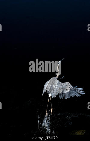 Vor dem dunklen Hintergrund des Tennessee River, a Great Blue Heron nimmt Flug. Stockfoto
