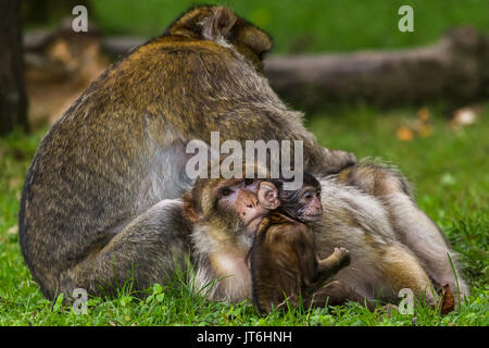 Eine Familie von Barbary macaques nehmen sich gegenseitig - in einem Wald in Staffordshire, England gesehen zu pflegen. Stockfoto