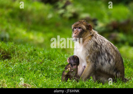 Eine Mutter Barbary macaque sitzt an Seite Ihres Babys als es die Dinge auf dem Waldboden in Staffordshire, England holt. Stockfoto