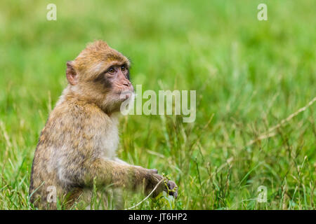 Ein säugling Barbary macaque Kupplungen eine Weintraube, als er einen Snack in der langen Gras in einem Wald in Staffordshire, England genießt. Stockfoto
