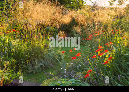 Mitte der Spätsommer Grenzen mit Hintergrundbeleuchtung stipa gigantea Ziergräser und crocosmia Lucifer Stockfoto