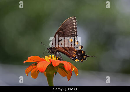 Dunkle Form der weiblichen Eastern Tiger Swallowtail Fütterung auf Tithonia diversifolia oder Mexikanische Sonnenblume. Stockfoto