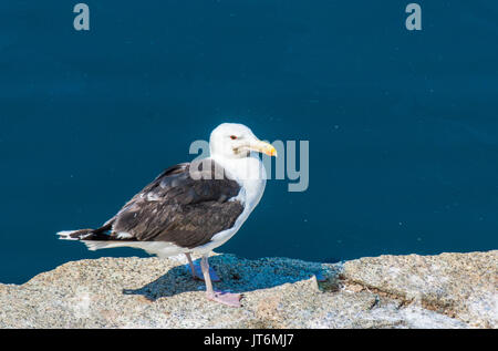 Nahaufnahme einer Möwe steht auf Felsen mit Blick auf den Ozean in Rockport, Massachusetts Stockfoto