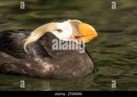 Getuftete Papageientaucher Stockfoto