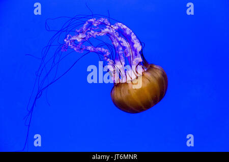 Meer Brennnessel Stockfoto