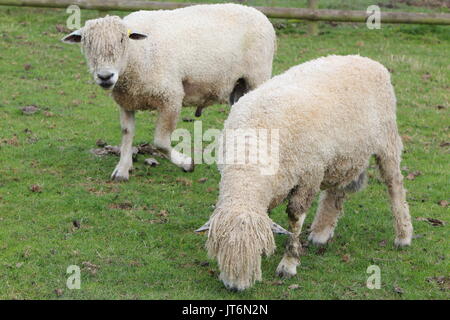 Paar Cotswold Schafe (Ovis aries) Beweidung in einem Bauernhof auf der Weide Stockfoto