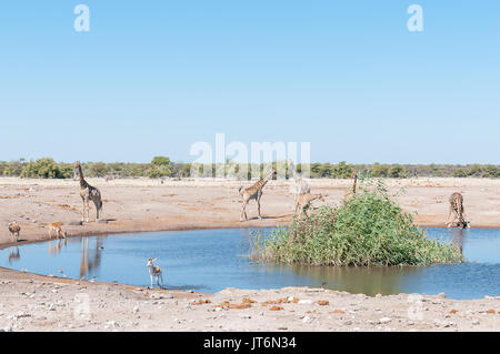 Eine Landschaft mit sieben Namibische Giraffen, Impalas, Springböcke und ein Burchells Zebra an einem Wasserloch im Norden Namibias Stockfoto