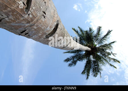 Kokospalmen Tioman Insel Malaysia Stockfoto