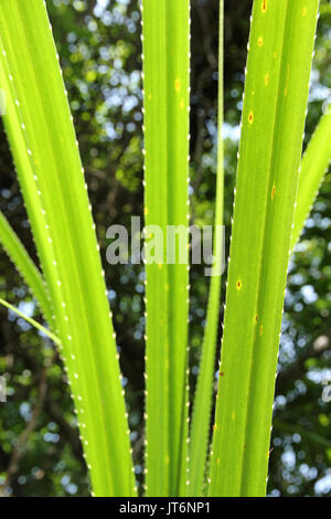 Tioman Insel Malaysia Stockfoto