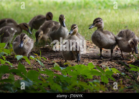 Eine Gruppe von zehn Entenküken Fütterung auf Pflanzen in einem schattierten Bereich. Stockfoto