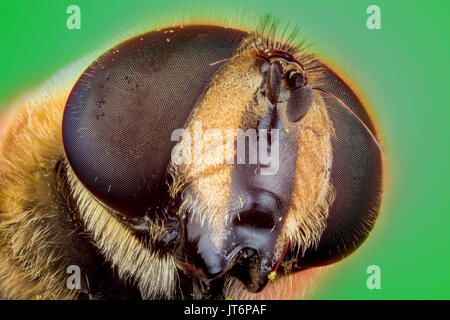Hoverfly oder die Drohne fliegen (Eristalis Tenax) Makro Fotografie Stockfoto