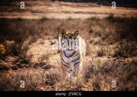 Wild männlich Bengal Tiger zu Fuß auf in Richtung Kamera mit Zunge leckte sich die Nase. Stockfoto