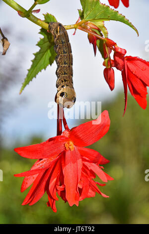 Elefant Hawk Moth Caterpillar (Deilephila elpenor) Raupe Fütterung auf einer Fuchsia-Pflanze, mit defensiven Augenflecken Stockfoto