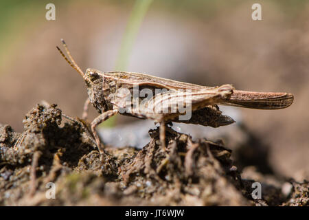 Schlanke groundhopper (Tetrix subulata) erwachsenen Profil. Grasshopper - wie Insekten in der Reihenfolge Orthoptera mit Flügeln, die über Abdomen Stockfoto
