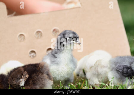 Mail bestellt Baby Blue Cochin Küken neben einen Karton. Extreme Tiefenschärfe mit selektiven Fokus auf das kleine Küken im Vordergrund. Stockfoto