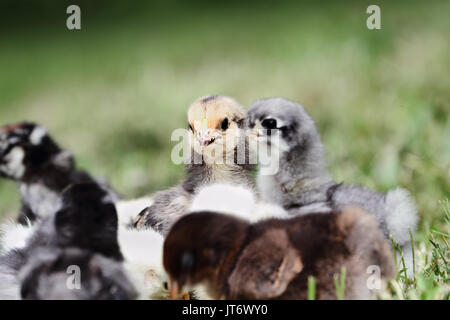 Baby Buff Brahma Küken sich angefangen mit anderen Mixed Chicks draußen im Gras. Extrem flache Tiefenschärfe mit selektiven Fokus auf dem Brahma fac Stockfoto