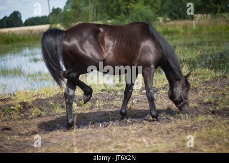 Pferde auf der Wiese Stockfoto